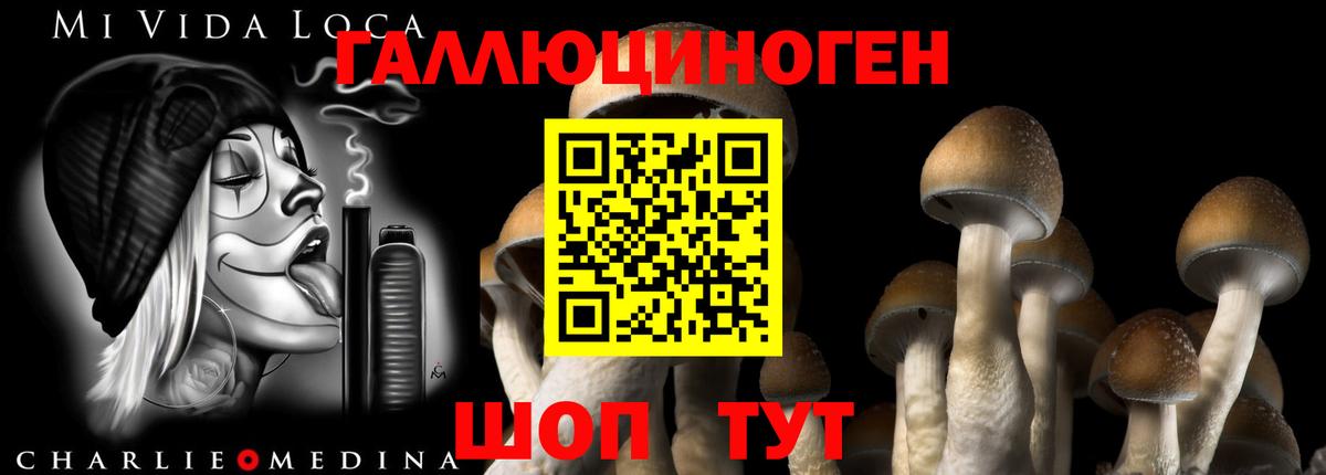 Гусев  Галлюциногенные грибы Cubensis  Вход с VPN 